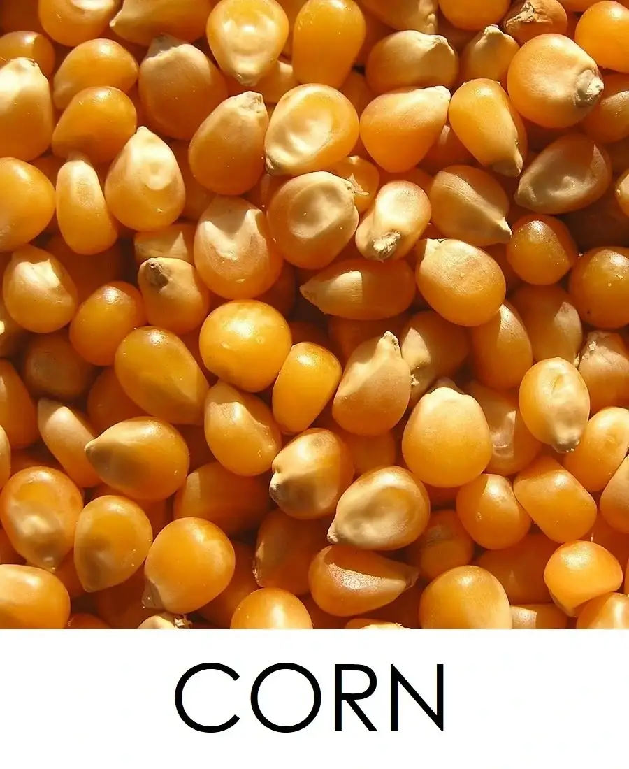 corn / makka