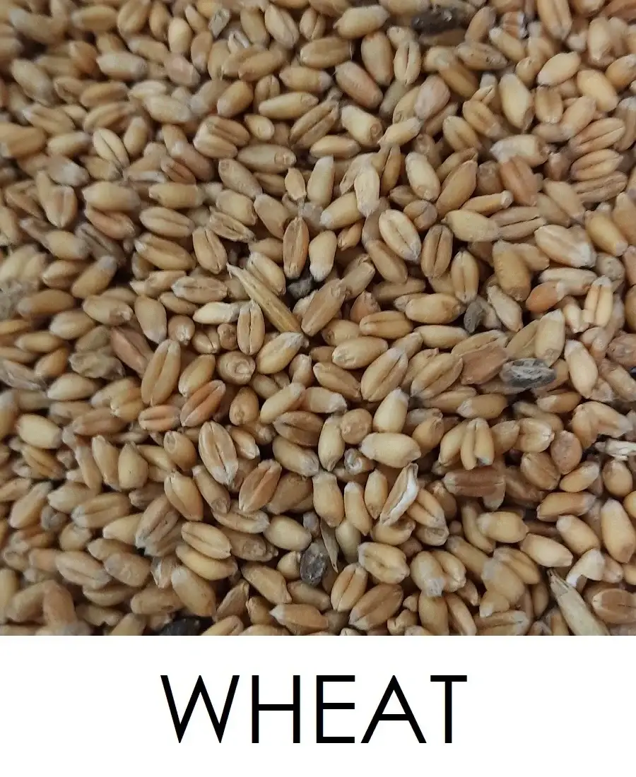 Wheat