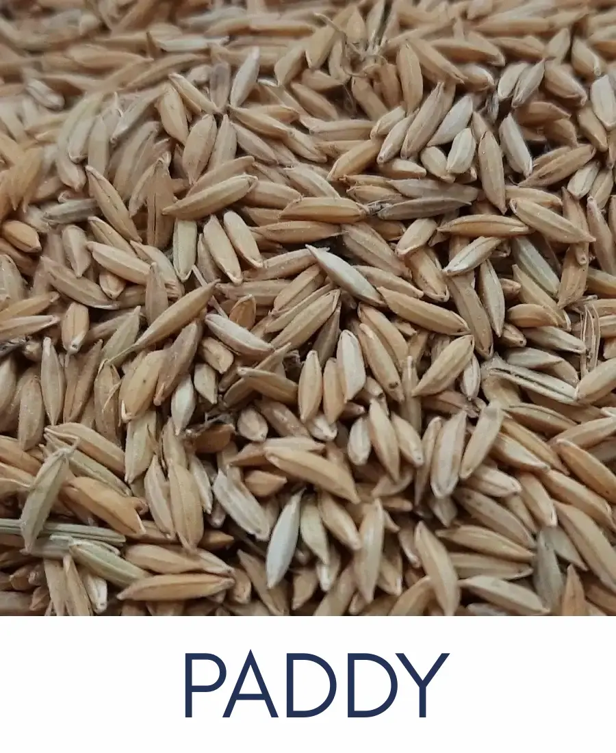 Paddy dhaan