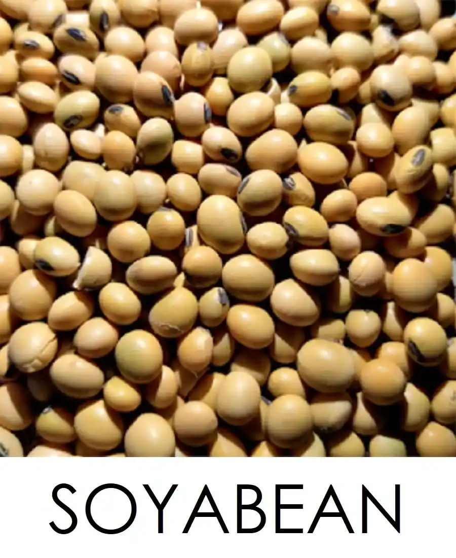 Soyabean